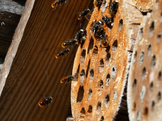 Mason bees at an insect hotel in spring