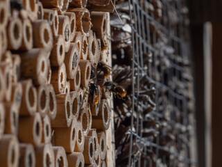 Mason bees at an insect hotel in spring