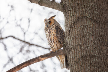 Adult Long-eared owl perched on a tree branch