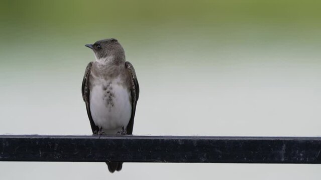 Left side composition of a cute brown-chested martin, progne tapera perching on the handrail with its breast showing in the front, attention caught and constantly turning its head to the left.