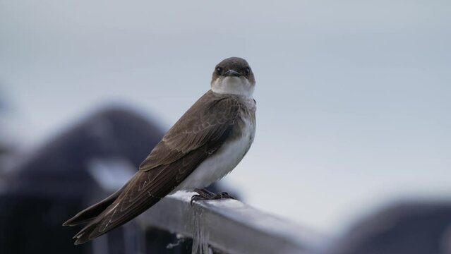 A wild brown-chested martin, progne tapera perching on handrail and wonder around the surrounding, living in its natural habitat within civilisation, close up shot.