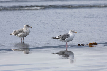 Two adult seagulls stands on the bank of the oken and is reflected in the water