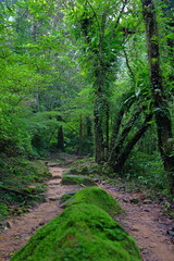 Fototapeta na wymiar Sandiaoling Hiking trail in the Sandiaoling park, Taipei, Taiwan