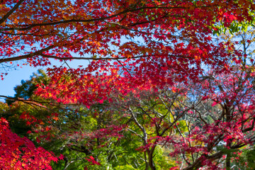 静岡県伊豆市修善寺　紅葉シーズンの修善寺温泉街