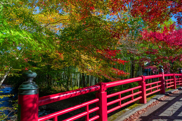 静岡県伊豆市修善寺の紅葉