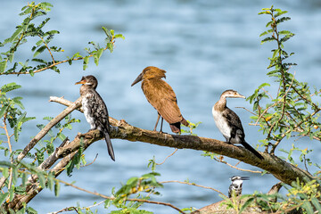 Group of various waterbirds, hamerkop, pied kingfisher, cormorants on the Lake Victoria shore, Entebbe, Uganda