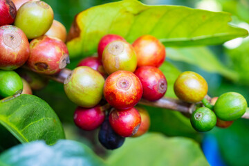 Fresh coffee beans on coffee tree branches
