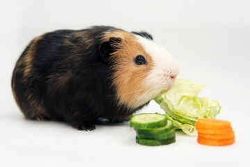guinea pig eats a green salad cucumber carrots on a white background top view. Pets, food, care.