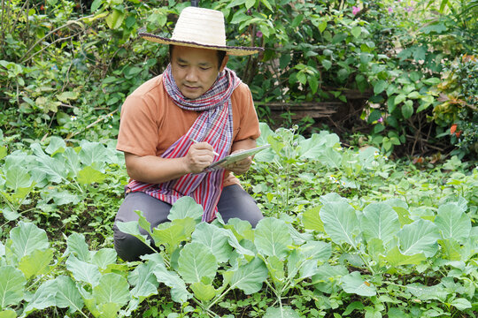 Asian middle aged man is relaxing with his free time by using his taplet to take photos and to store the growing data beside the vegetable beds in the backyard of his house. Soft and selective focus. 