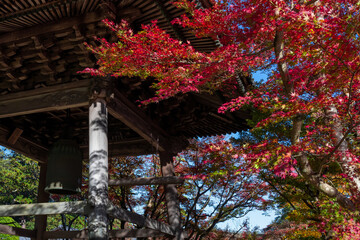 Fototapeta na wymiar 静岡県伊豆市修善寺　修禅寺の紅葉