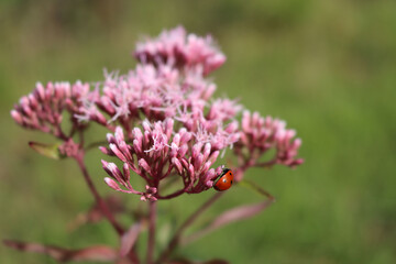 Close-up of wild pink flowers of Hemp-agrimony with a red ladybug. Eupatorium cannabinum plant in bloom