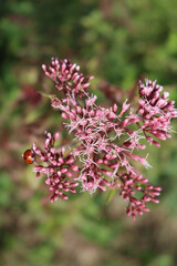 Close-up of wild pink flowers of Hemp-agrimony with a red ladybug. Eupatorium cannabinum plant in bloom