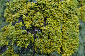 Xanthoria parietina lichen on wet tree bark in winter
