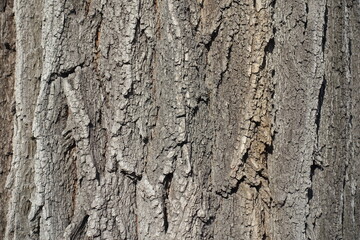 Dry bark of black locust tree (texture)