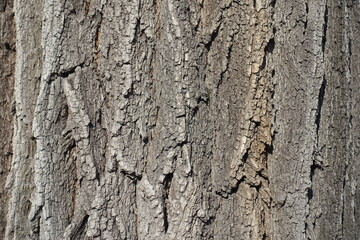Dry bark of black locust tree (texture)