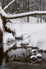 Tree fallen over the river like a bridge. Shores covered in snow. Flowing river in winter. Visible riverbed with small rocks in it.