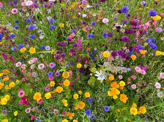 Varied wild flowers in a field in the Netherlands.