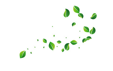 Mint Foliage Realistic Vector Transparent