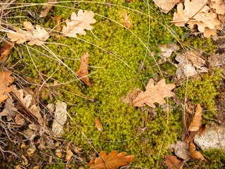 Autumn is coming. Top view texture of falling yellow autumn foliage on a green moss