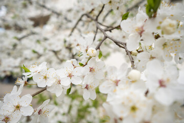 Blooming white sakura cherry blossom flowers close-up