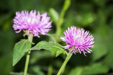 Field flower purple cornflower, green background