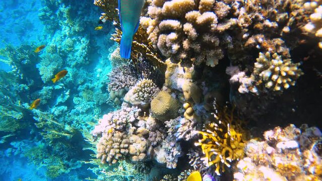 Underwater colorful tropical sea fishes and reef marine. Colorful Coral garden seascape in Red sea Egypt. Scaridae or Parrotfish