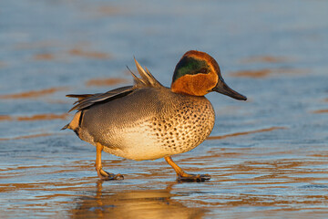 Teal male
