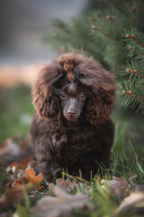 Fluffy cute brown chocolate puppy of poodle toy dog standing looking attentively at camera among orange fallen leaves on green grass under the pine tree branches