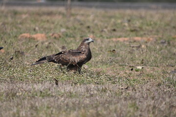 red billed hornbill