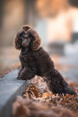 Fluffy cute brown chocolate groomed puppy of poodle toy dog standing leaning on the grey curb among orange red autumn leaves on the path looking sideways on the background of autumn colors