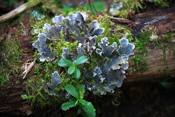 Peltigera canina, commonly known as the dog lichen, is a widely distributed species of foliose...