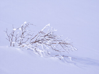 Fototapeta na wymiar Frost tree in a snowfield (Niseko, Hokkaido, Japan)