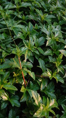 Sphagneticola trilobata with a natural background. Also called Bay Biscayne creeping oxeye,...