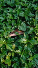Sphagneticola trilobata with a natural background. Also called Bay Biscayne creeping oxeye, Singapore daisy, creeping oxeye, trailing daisy, wedelia