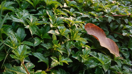 Sphagneticola trilobata with a natural background. Also called Bay Biscayne creeping oxeye,...