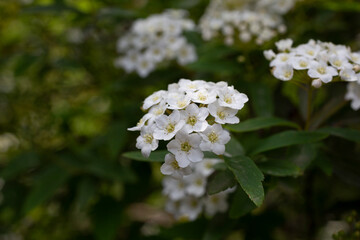 Blooming bush with white flowers named Spiraea Vanhouttei also called bridal wreath bush. Natural floral textures.