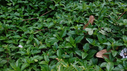 Sphagneticola trilobata with a natural background. Also called Bay Biscayne creeping oxeye,...