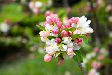 branch of apple tree with pink flowers on a background of flowering trees spring time