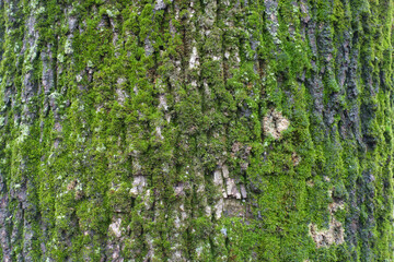 Green moss and lichen on bark of black poplar tree