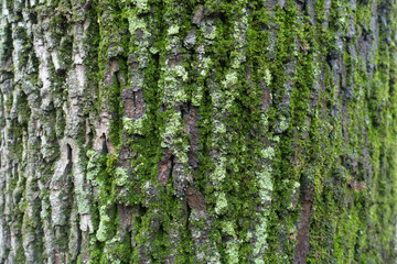 Lush green moss and lichen on bark of black poplar tree
