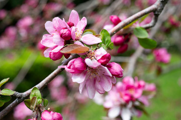close-up of spring apple blossoms Malus profusion - crabapple pink flowers closeup. Blooming crabapples crab apples, crabtrees or wild apples