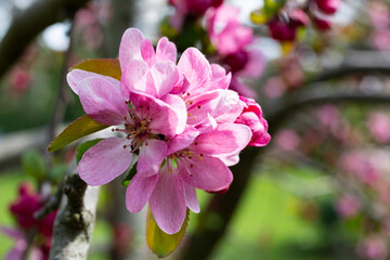 close-up of spring apple blossoms Malus profusion - crabapple pink flowers closeup. Blooming crabapples crab apples, crabtrees or wild apples