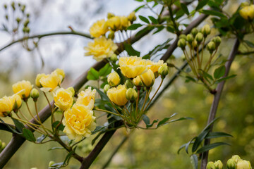 close-up Lady Banks rose, just Banks rose or Rosa banksiae, small light yellow inflorescences of roses and buds, April, spring