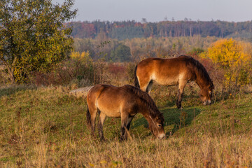 Wild horses (Equus ferus) in a reserve near Milovice, Czechia