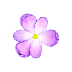 Fototapeta na wymiar Crocus or Saffron. Watercolor illustration with flower isolated on a white background.