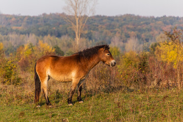 Naklejka premium Wild horse (Equus ferus) in a reserve near Milovice, Czechia