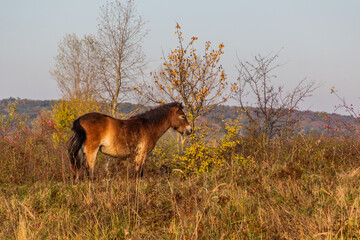 Wild horse (Equus ferus) in a reserve near Milovice, Czechia