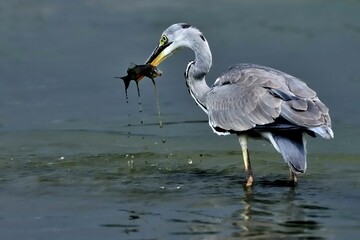 Ein Graureiher (Ardea cinerea) hat einen Fich gefangen.