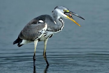 Ein Graureiher (Ardea cinerea) verschlingt einen kleinen Fisch.