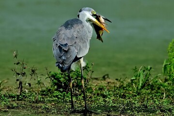 Ein Graureiher (Ardea cinerea) hat einen großen Fisch  erbeutet.